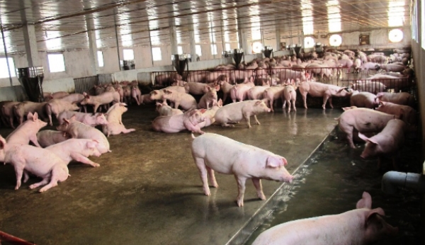 Giảm kháng sinh chăn nuôi lợn